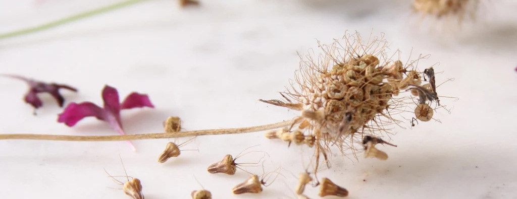 Collecting and Storing Native Seeds Workshop